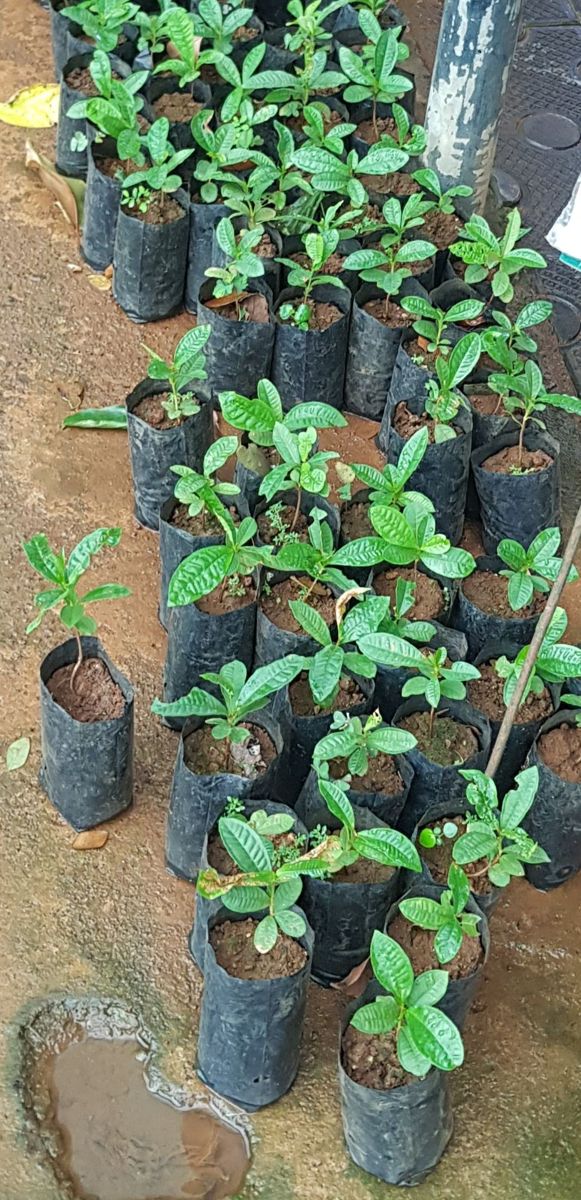 বনজ ও কাঠ গাছ