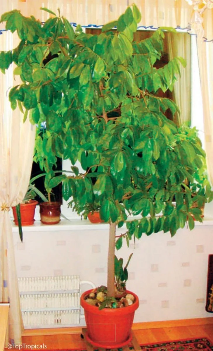 মানি প্ল্যান্ট